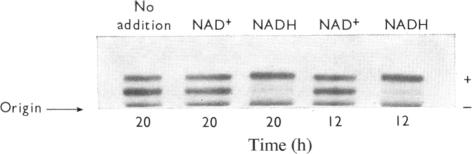 PLATE 2(a)