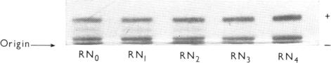 PLATE 2(c)