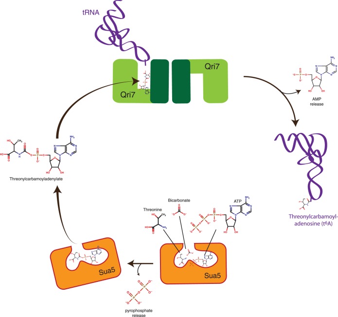 Figure 6.