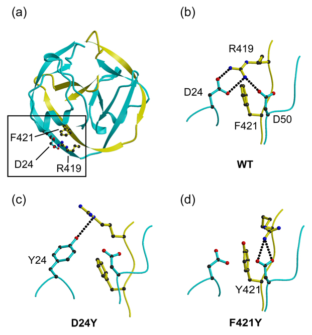 Selection and structure of hyperactive inteins: peripheral changes ...