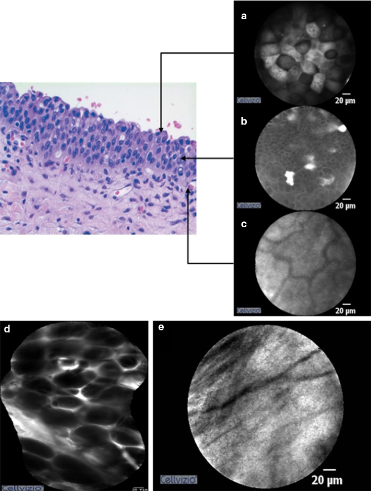 Fig. 1