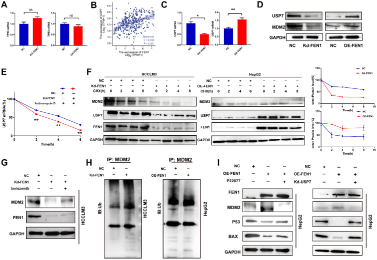 Flap endonuclease 1 Facilitated Hepatocellular Carcinoma Progression by ...