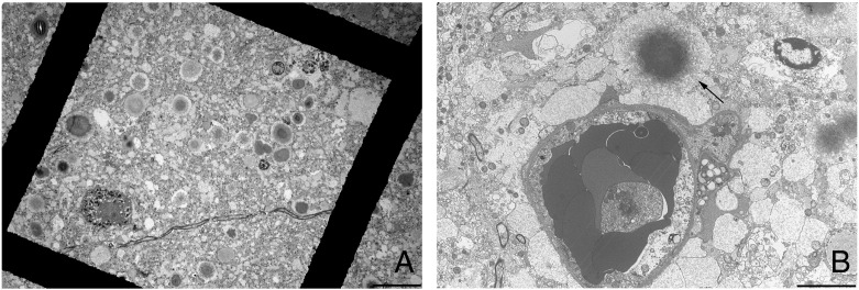 Fig. 3