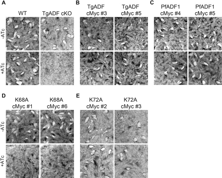 FIGURE 2: