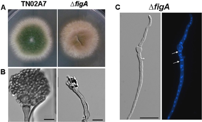 FIG 3