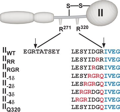 SCHEME 2.