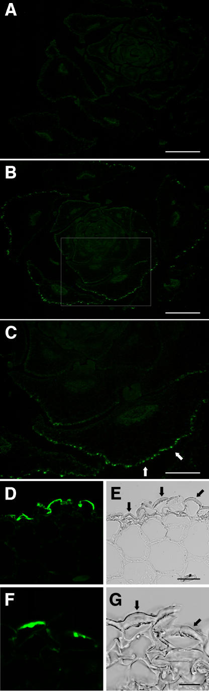 Figure 10.