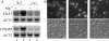 FIG. 2.