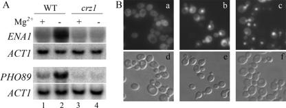 FIG. 2.