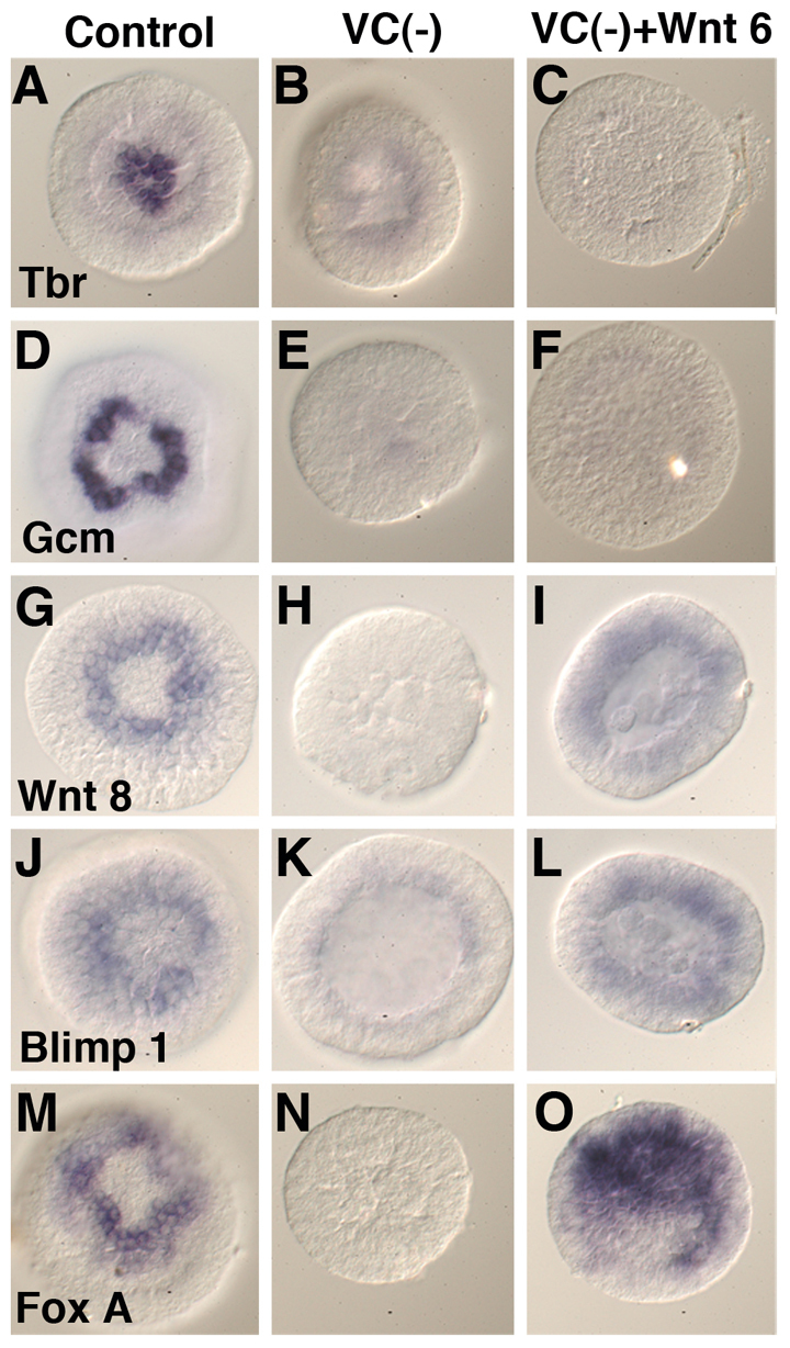 Fig. 9.