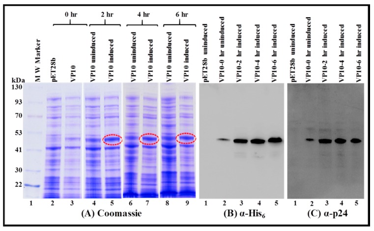 Figure 5