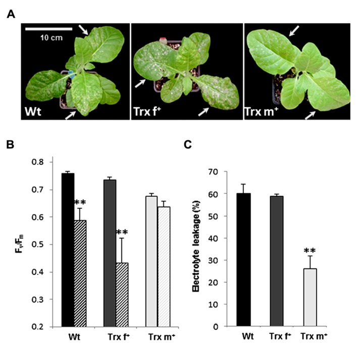 FIGURE 7