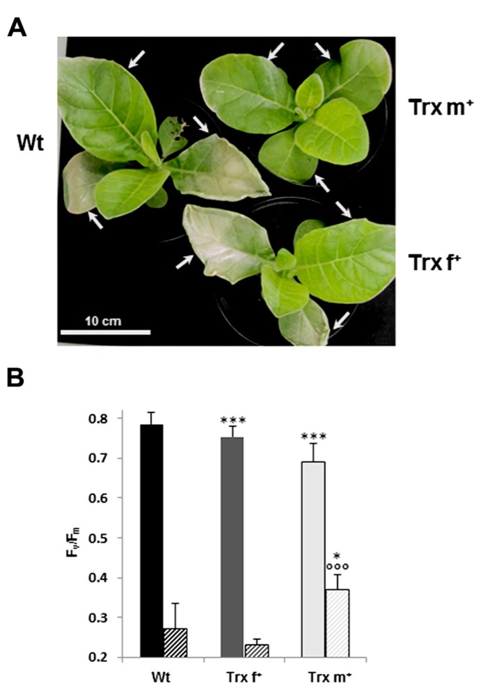 FIGURE 6