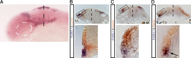 Fig. 1