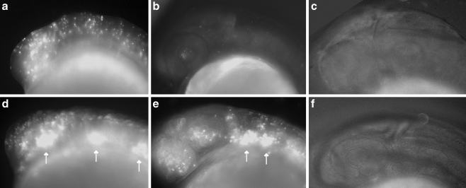 Fig. 5