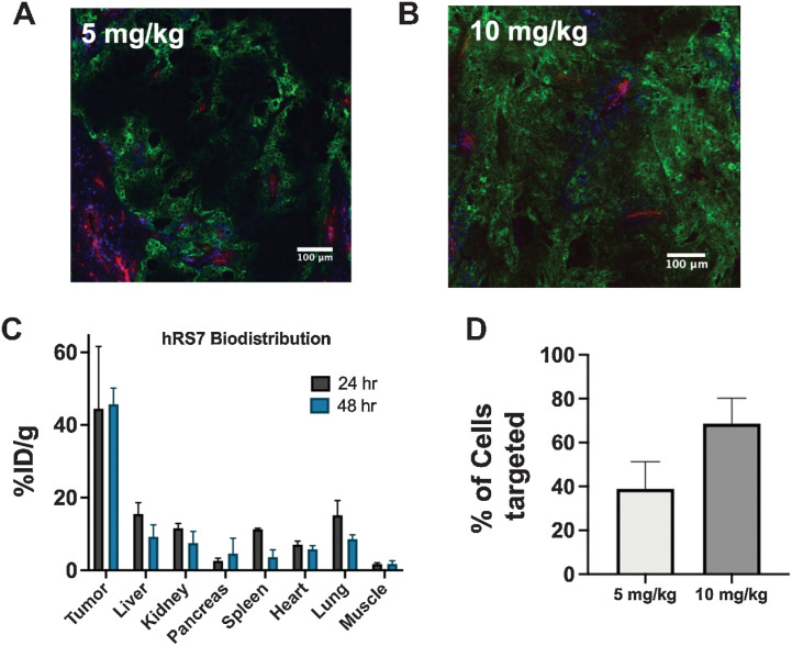 Figure 2. Organ, tissue, and cellular biodistribution. Tissue penetration of hRS7 is dose-dependent, with a 5-mg/kg dose showing heterogeneous distribution after 24 hours (A), while the clinical dose of 10 mg/kg penetrates deeper into the tumor (B). Blood vessels are imaged with anti-CD31 stain (red), intravenous Hoechst 33342 is shown in blue, and hRS7-AlexaFluor680 is in green. The high expression and rapid internalization results in efficient tumor uptake (n = 3; C). Flow cytometry of single-cell suspensions at 24 hours from three different tumors at each dose confirms a greater proportion of cells are hRS7-AlexaFluor680 positive at the higher dose (D). Data are shown as the mean and SD.