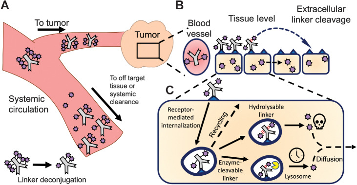 Figure 1. Multiscale pharmacokinetics of ADCs. A, ADCs in systemic circulation distribute to both tumor and healthy tissue, where they can bind their target and release the payload. In addition, deconjugation in the systemic circulation releases payload, lowering the DAR. B, Within the tumor, ADCs extravasate, diffuse through the tissue, bind their target, internalize, and release the payload via hydrolysis or protease cleavage for CL2A and CL2E linkers, respectively. Linker hydrolysis can also occur extracellularly, and released payload can diffuse to nearby cells (bystander effect).