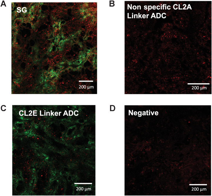 Figure 4. In vivo imaging of ADC distribution and payload-mediated DNA damage. Forty-eight hours following a 10-mg/kg dose of SG (A), nonspecific CL2A-SN38 ADC (B), hRS7-CL2E-SN38 (C), or uninjected mice bearing NCI-N87 xenografts, tissue was excised and imaged using an anti-Fc stain (green) or γH2AX DNA damage marker (red). SG shows the highest signal including cells lacking ADC targeting (bystander effects). Signal from the other ADCs was lower but above background.