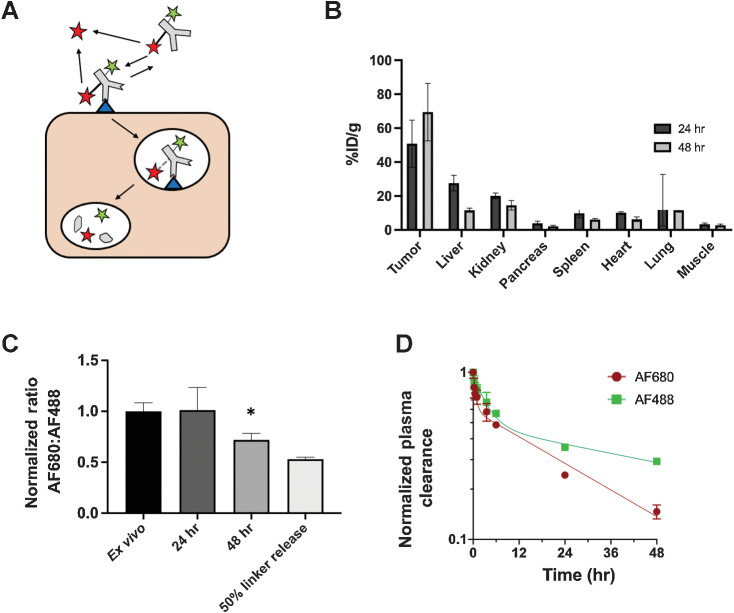 Figure 5. Dual-labeled ADC for quantifying extracellular release. By labeling hRS7 antibody with two residualizing dyes, AF488 (green star) attached directly to antibody via a stable amide linkage and SN38-AF680 (red star) connected via the CL2A hydrolysable linker, the location of payload release could be quantified. Extracellular released SN38-AF680 dye (red star) is unable to enter cells and washes out of the tumor, while intracellularly released payload is trapped (A). Biodistribution (% injected dose/gram) of the dual-labeled ADC (as measured by SN38-AF680 signal) shows high tumor uptake, consistent with intracellular release and residualization of the dye (B). The ratio of AF680 to AF488 indicates little extracellular release of the payload in NCI-N87 tumors. There is a significant drop in the AF680 to AF488 ratio between the ex vivo control and the ratio at 48 hours (P < 0.05; C). The decreased ratio at 48 hours is less than the positive control cells labeled with ADC following 50% SN38-AF680 release. This lower ratio can be attributed to the loss of SN38-AF680 in systemic circulation, where AF680 signal decreases faster than AF488 in the plasma due to deconjugation (D). Data are shown as the mean and SD for n = 3 mice at each timepoint. An outlying point at 24 hours in the lung (15.9, 16.5, and 73%ID/g), likely from blood clotting during processing, resulted in a large standard deviation at 24 hours.