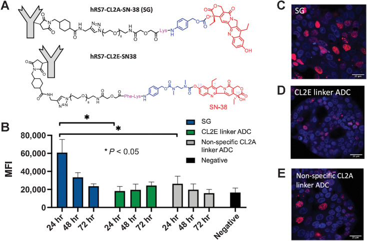 Figure 3. In vitro Payload delivery and DNA damage. NCI-N87 cells were pulsed for 8 hours with SG (CL2A linker), the enzyme-cleavable (CL2E) linker ADC (structures shown in A), hydrolyzable (CL2A) linker nonspecific ADC, or left untreated and stained for DNA damage using γH2AX (B). Data show the median fluorescence intensity (MFI) and SD of three or four separate experiments. SG showed rapid and significant DNA damage that decreased over time, whereas the enzyme-cleavable CL2E linker ADC released the payload more slowly for lower signal that increased over 3 days. The hydrolyzable CL2A linker nonspecific control ADC showed some signal at 24 hours but lower than SG, highlighting the need for Trop-2–mediated targeting. Microscopy of NCI-N87 cells at the 24-hour time point showing nuclei (blue, Hoechst 33342) of cells treated with SG (C) with higher γH2AX signal (red) than the CL2E ADC (D) and nonspecific ADC (E).