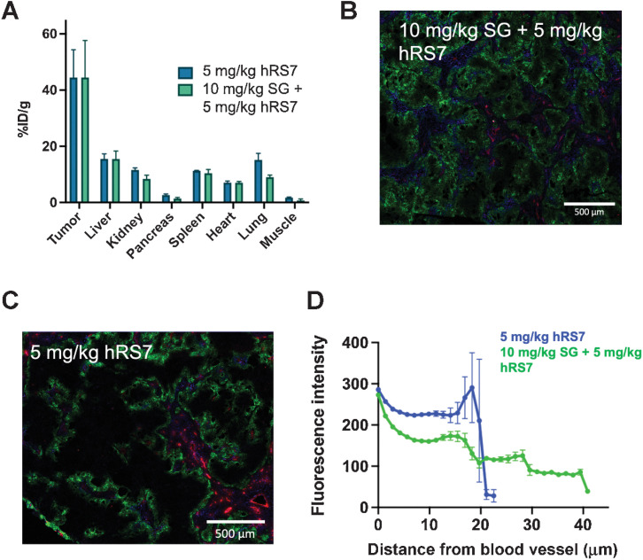 Figure 6. Impact of Dosing Schedule. SG is dosed on D1 and D8 of a 21-day cycle. To examine the impact on distribution and uptake, 10 mg/kg SG was administered to mice bearing NCI-N87 xenografts, followed 7 days later by 5 mg/kg of fluorescent hRS7. The total tumor uptake (fluorescent %ID/g) was similar following SG treatment (mean and SD, n = 3; A). However, the distribution within the tumor was greater following SG treatment (B) than fluorescent hRS7 alone (C). CD31, red; intravenous Hoechst, blue; hRS7-AF680, green. Image quantification showing the mean and SEM using a Euclidean distance map confirmed deeper tissue penetration (D), which could be due to antibody from the SG treatment contributing to increased tissue penetration.