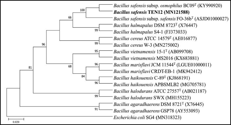 Fig. 1