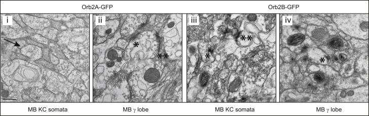 Figure 5