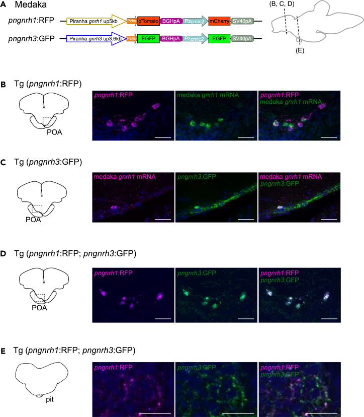 Figure 4