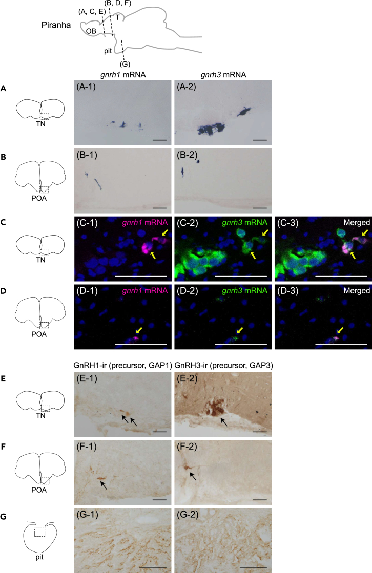 Figure 1