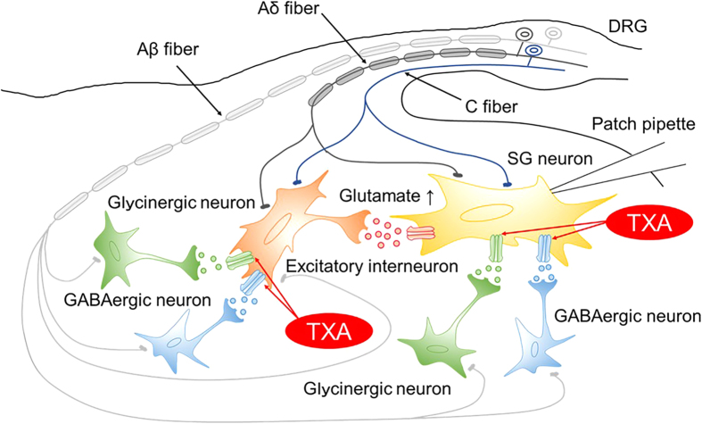 Figure 7