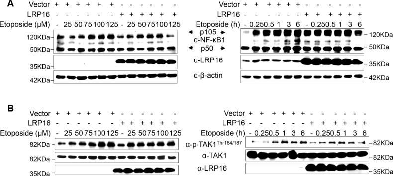 Figure 3—figure supplement 2.