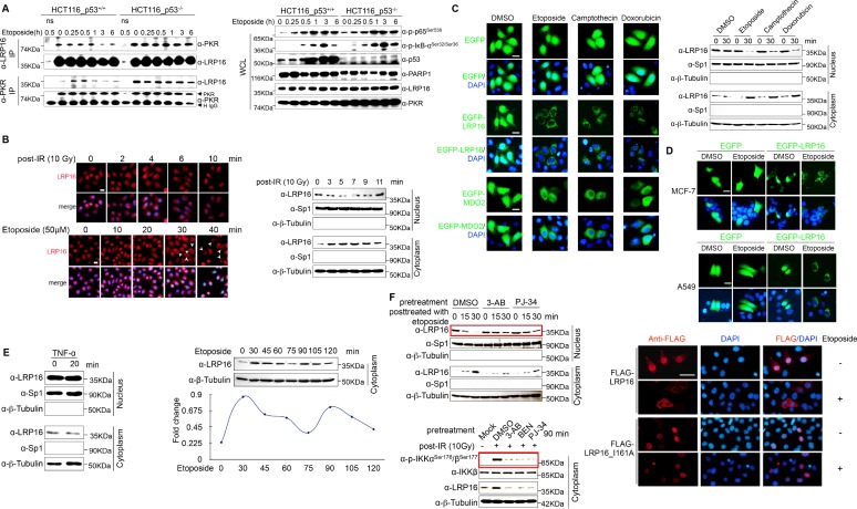 Figure 4—figure supplement 1.