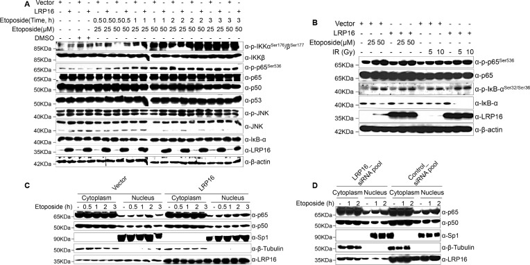 Figure 3—figure supplement 1.