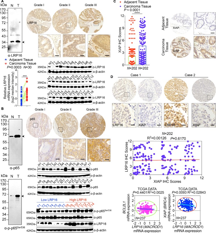 Figure 1—figure supplement 1.