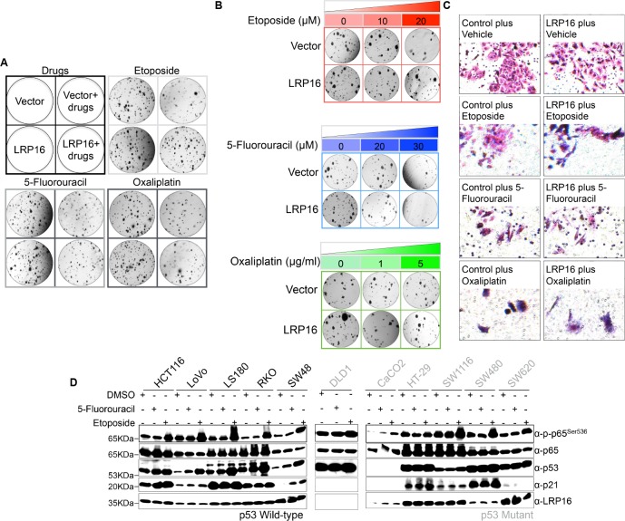 Figure 2—figure supplement 2.