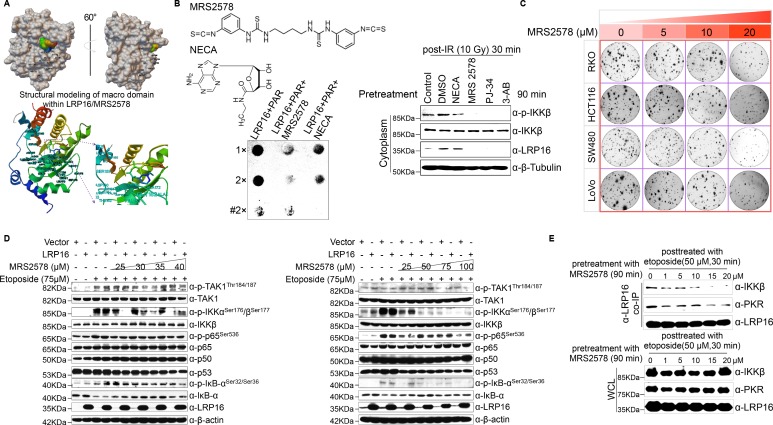 Figure 6—figure supplement 1.