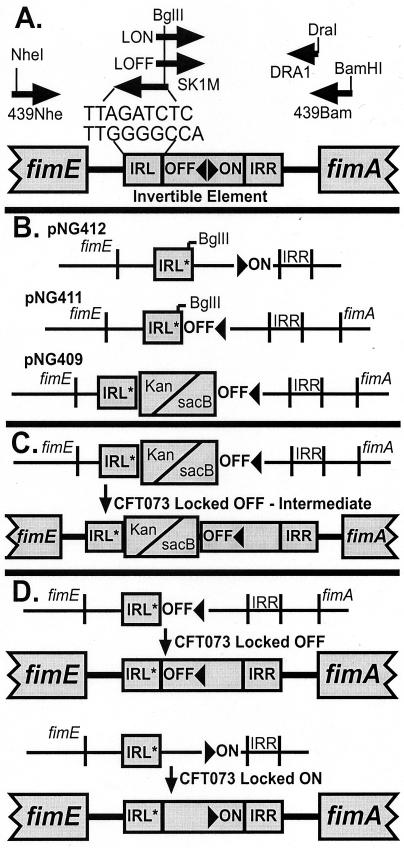 FIG. 1.