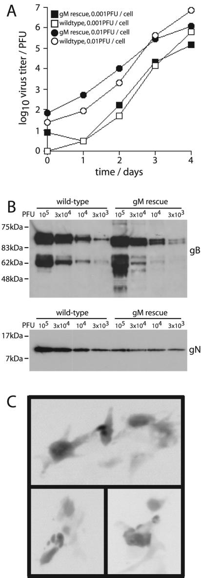 FIG. 6.