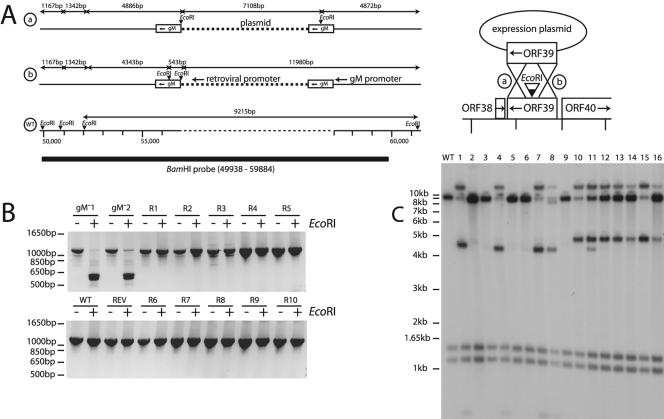 FIG. 4.