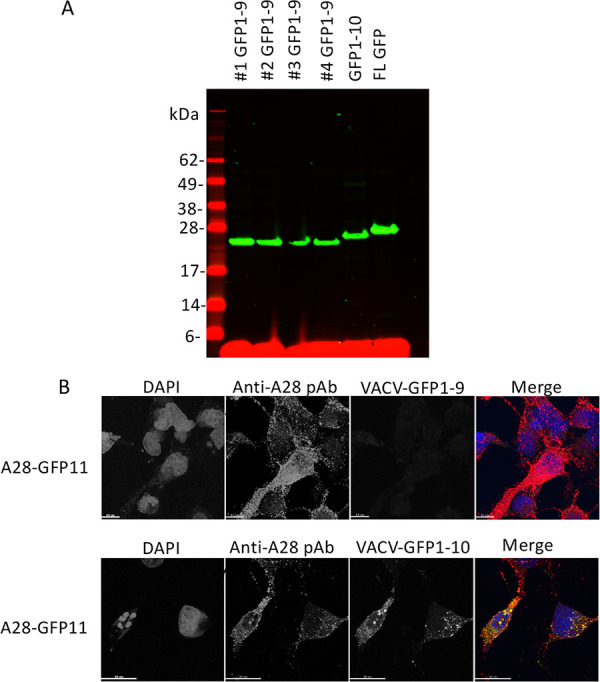 FIG 3