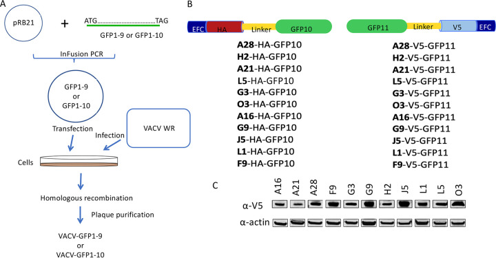 FIG 2