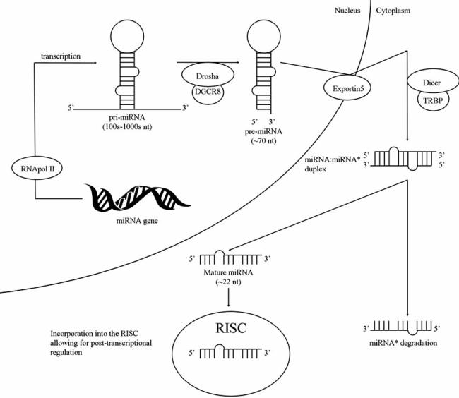 Fig. (1)