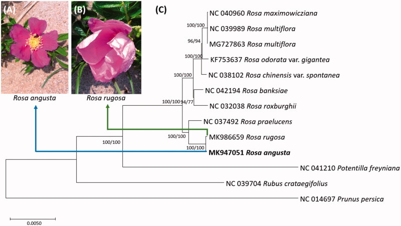 Figure 1.