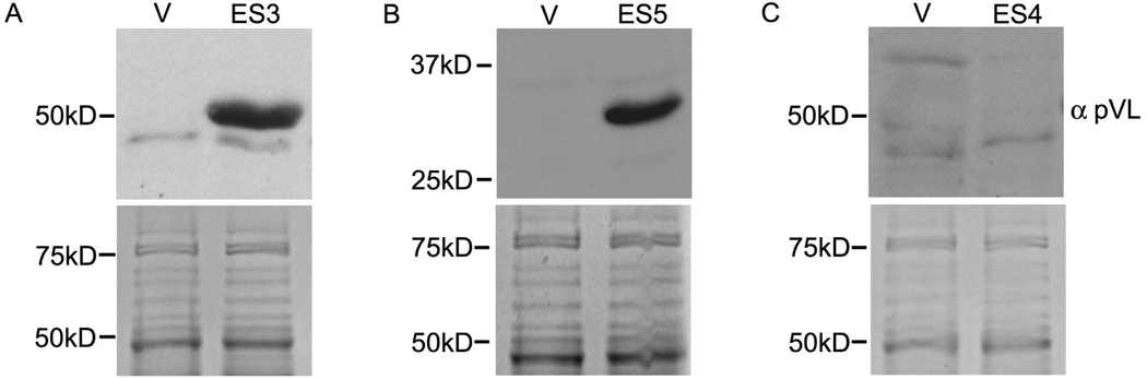 Fig. 5