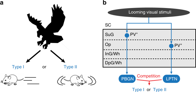 Fig. 10