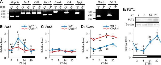 FIGURE 4.