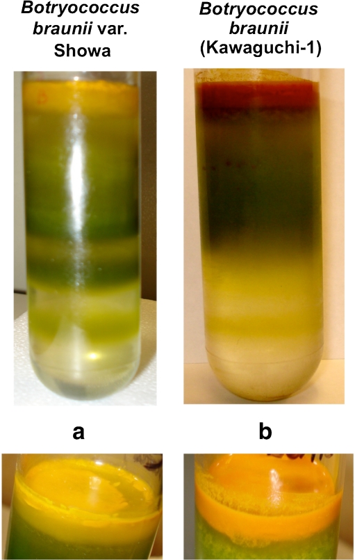 Fig. 5