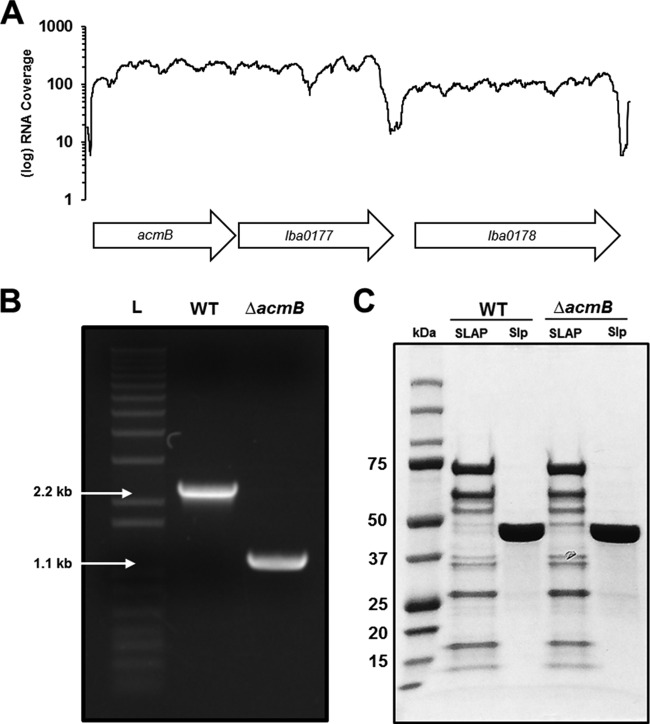 FIG 3