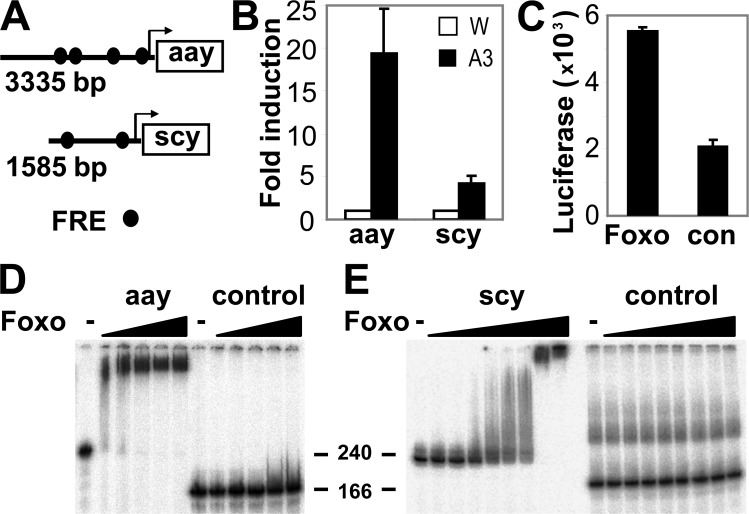 Figure 3. 