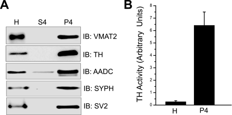 FIGURE 4.